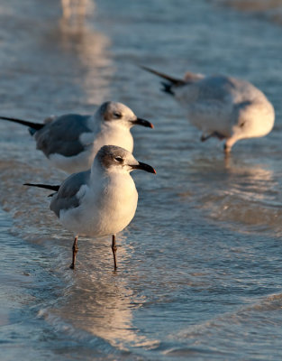 laughing gull