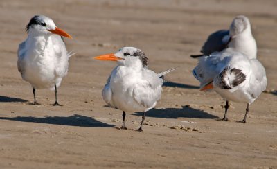 royal tern