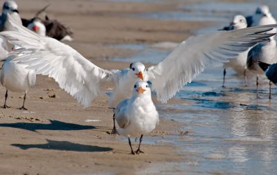 royal tern