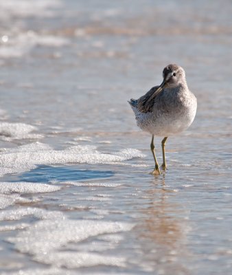 short billed dowitcher