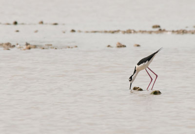 black necked stilt