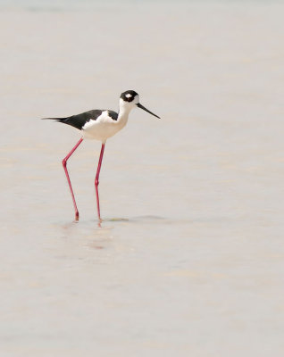 black necked stilt