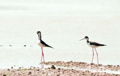 black necked stilt pair