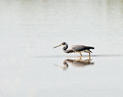 tri color heron