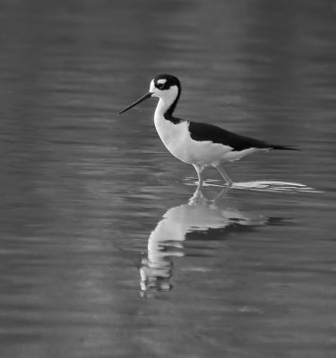 black necked stilt