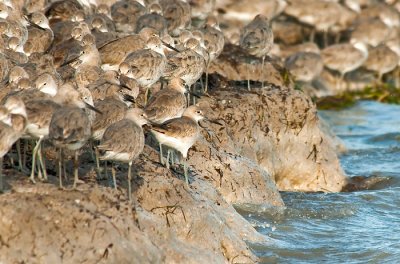 bunch of confused willets