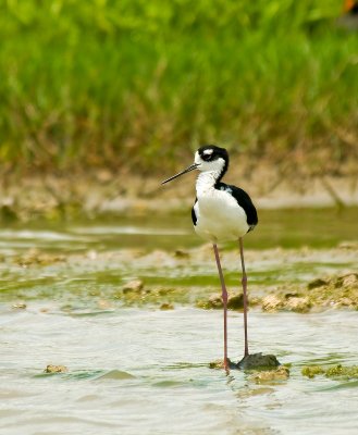 black necked slit