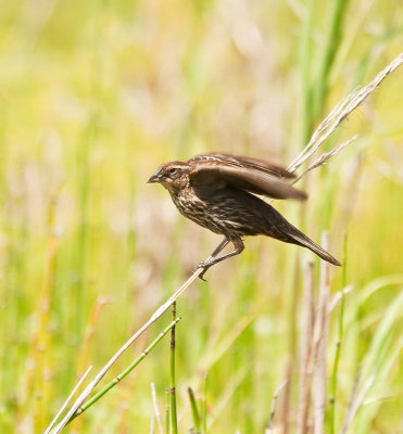 redwinged blackbird female