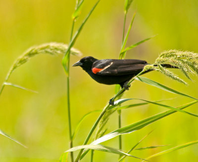 redwinged blackbird male