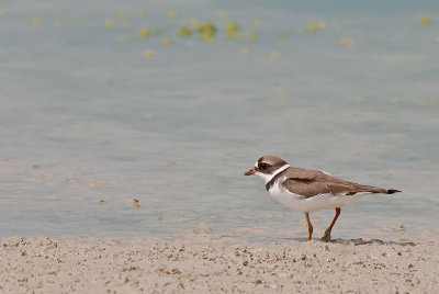 semipalmated plover