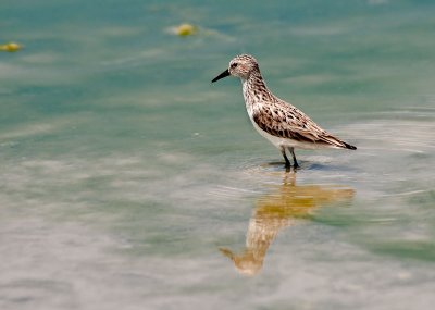 semipalmated sandpiper