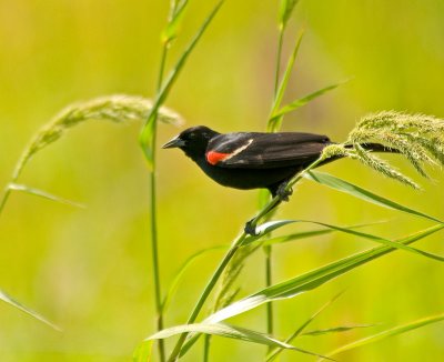 redwingedblackbird - male