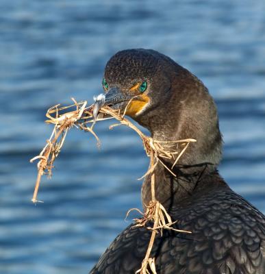cormorant-nesting