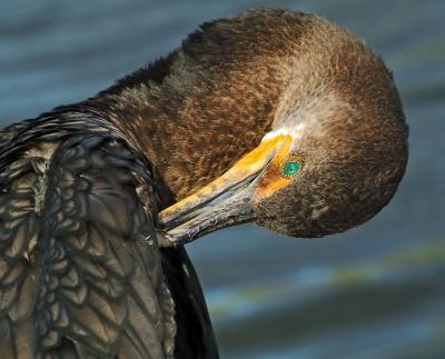 cormorant-preening