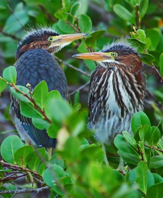 juvenile green herons