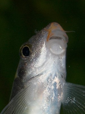 Freshwater Aquarium Fish (large)
