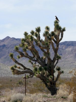 Red Tail Hawk