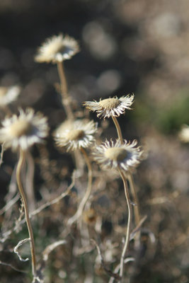 Flora, Death Valley NP