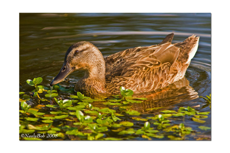 Mallard August 14