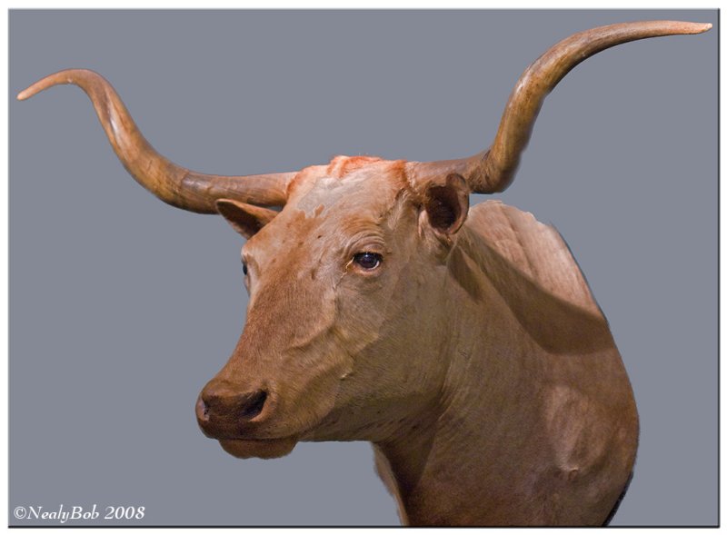 Long Horn September 5