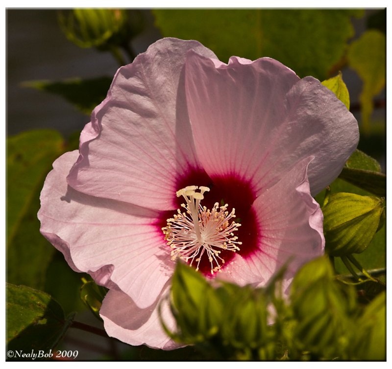 Pink Hybiscus February 19