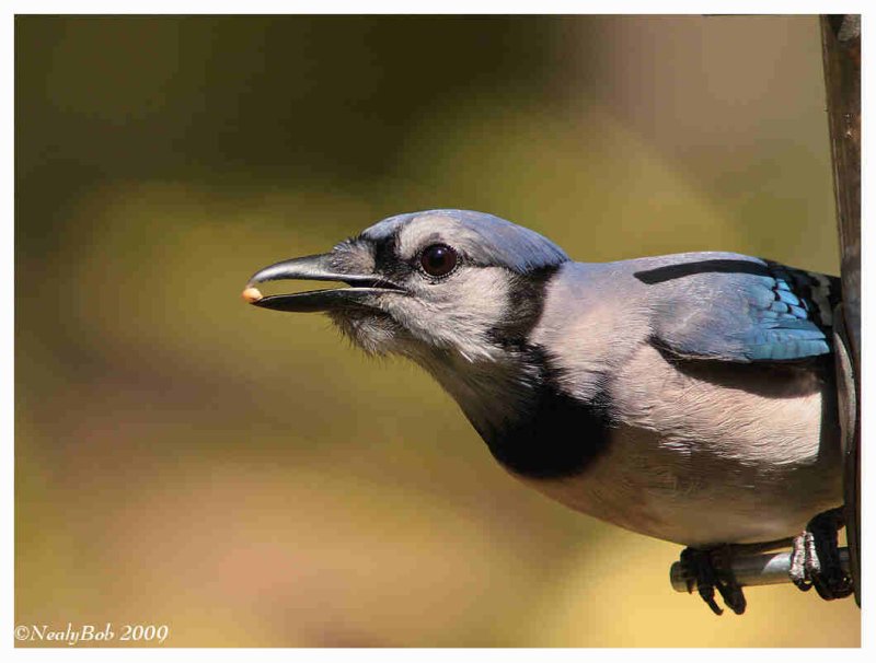 Blue Jay April 21