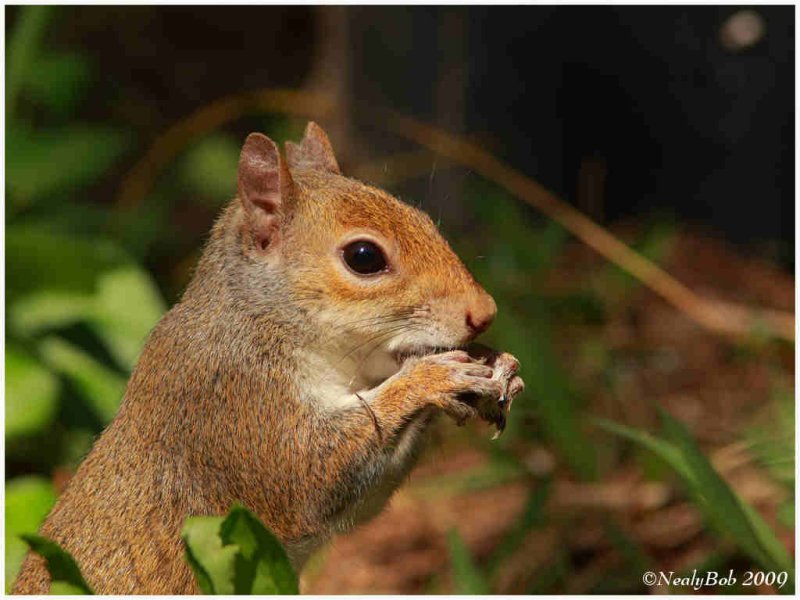 Squirrel April 24