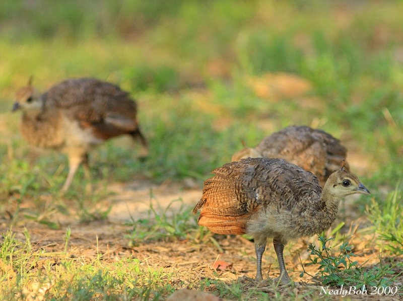 Peachicks July 9