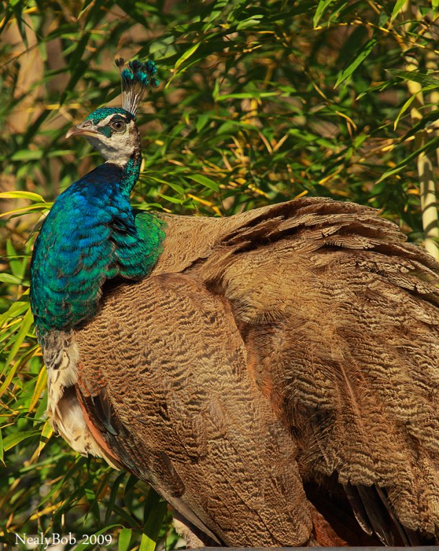 Peachick December 19