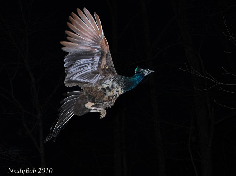 Flying Up To Roost February 18