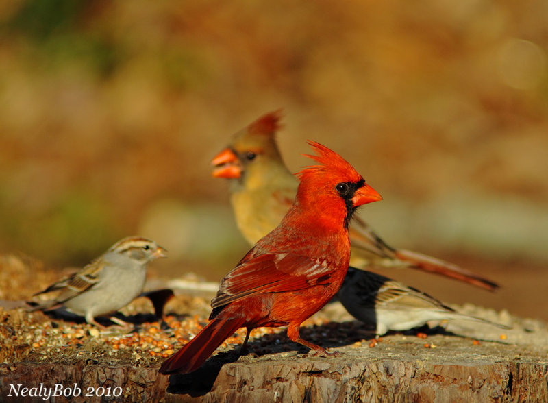 Red Bird Feburary 28