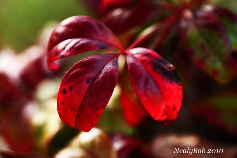 Nandina March 11