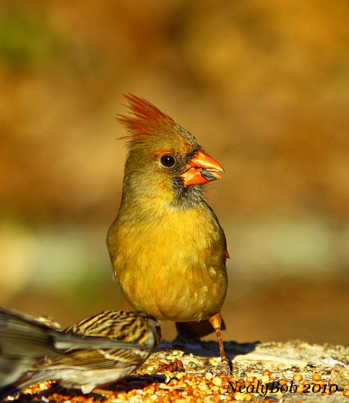 Female Cardinal
