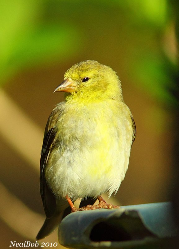 GoldFinch March 27