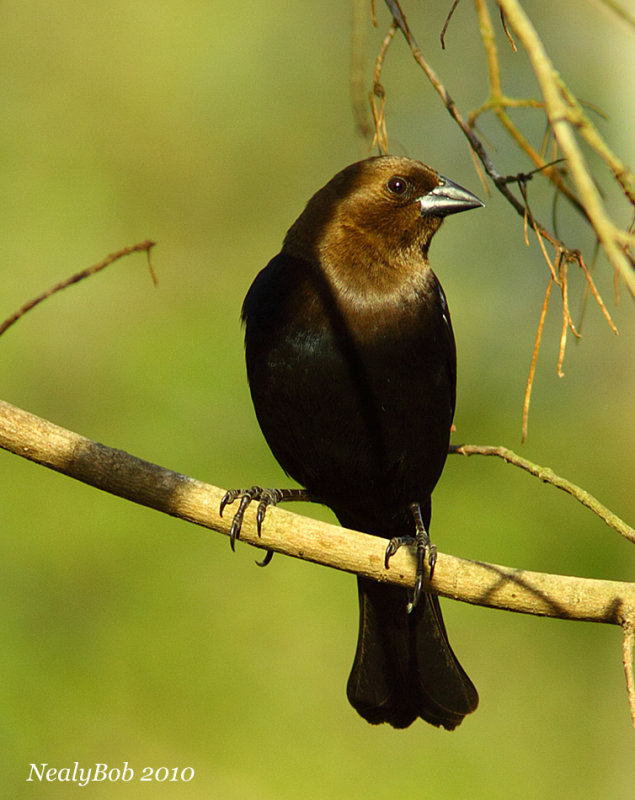 Cowbird March 28
