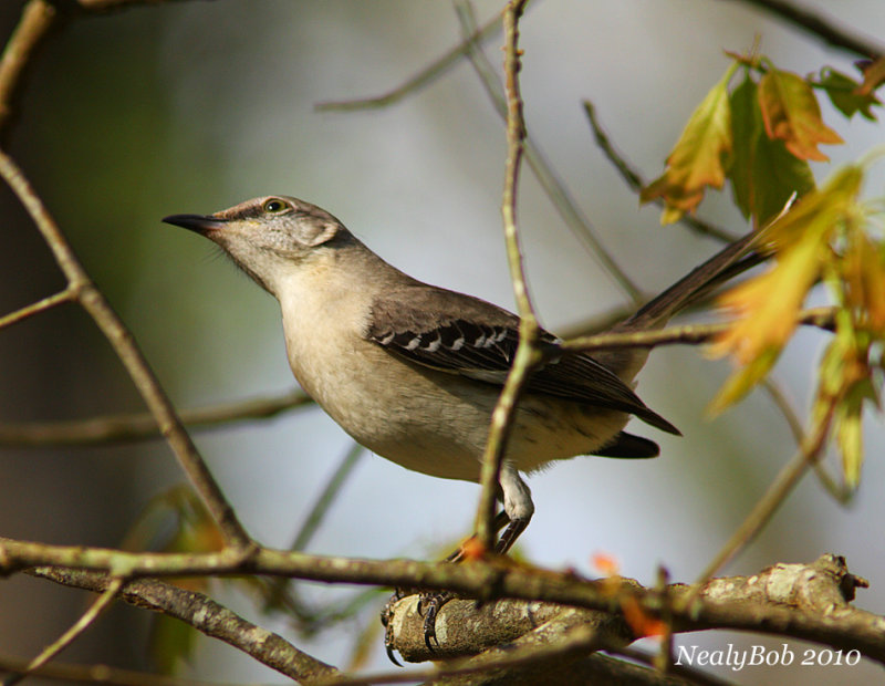 Mockingbird April 1