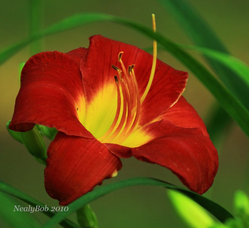 Daylillie May 26