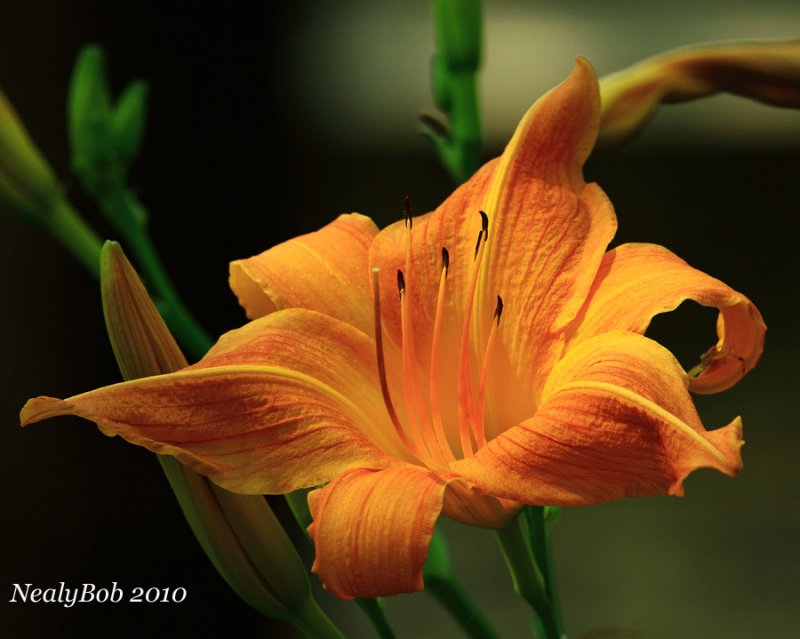 Daylily June 1