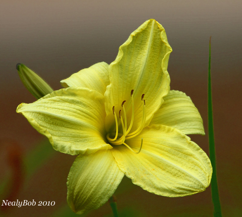 Daylilly June 4