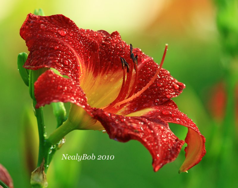 Daylily June 5