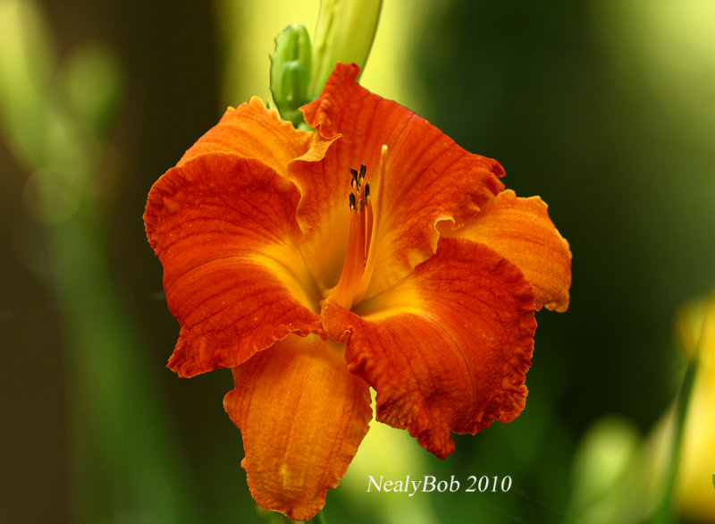 Daylily June 6