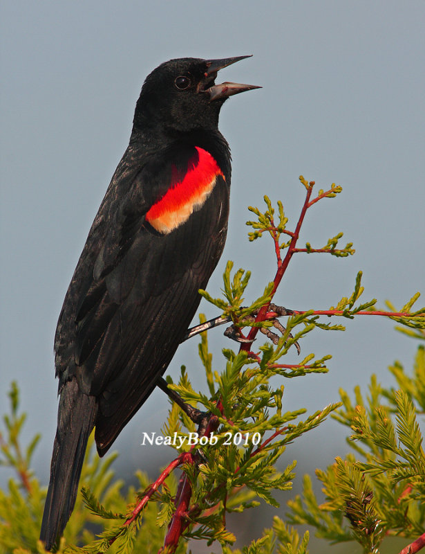 Redwing Blackbird June 8