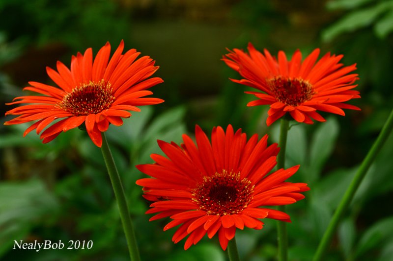 Red June 10