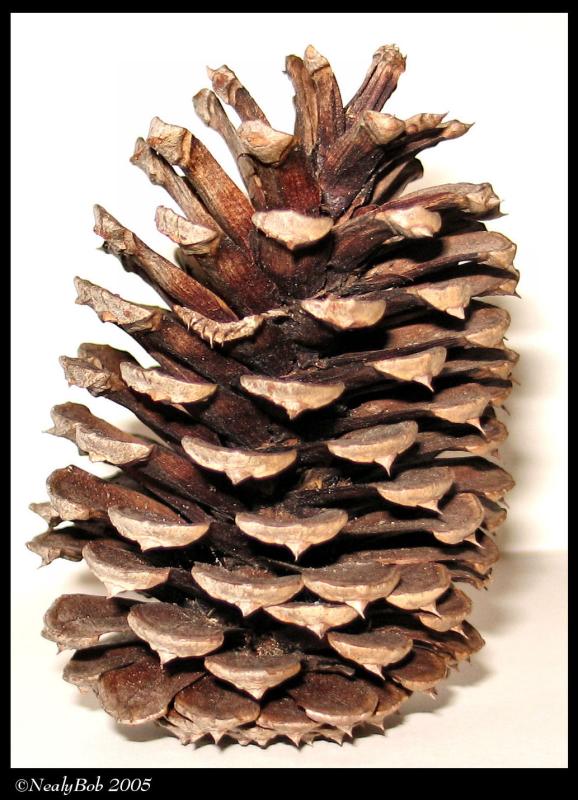 Pine Cone November 22