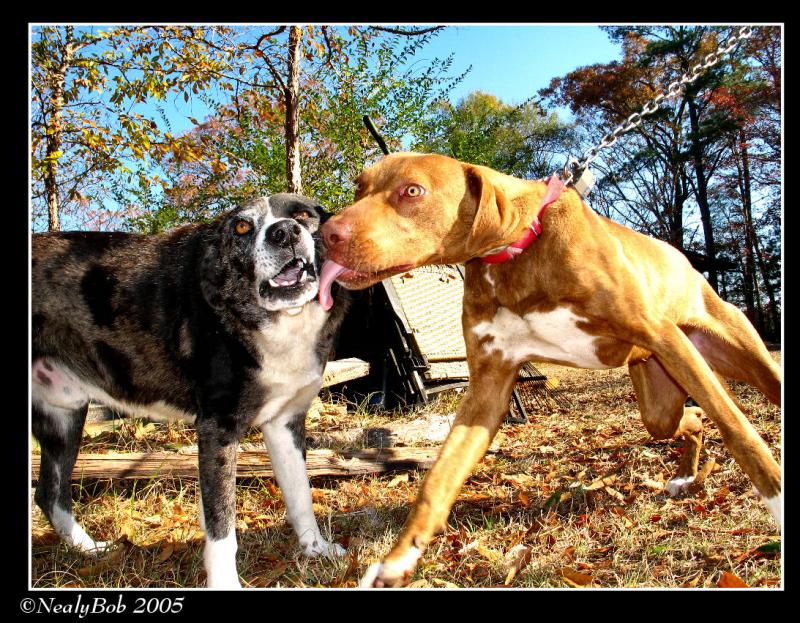 PD & Red *