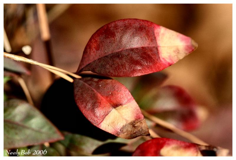 Red Leaves January 8 *