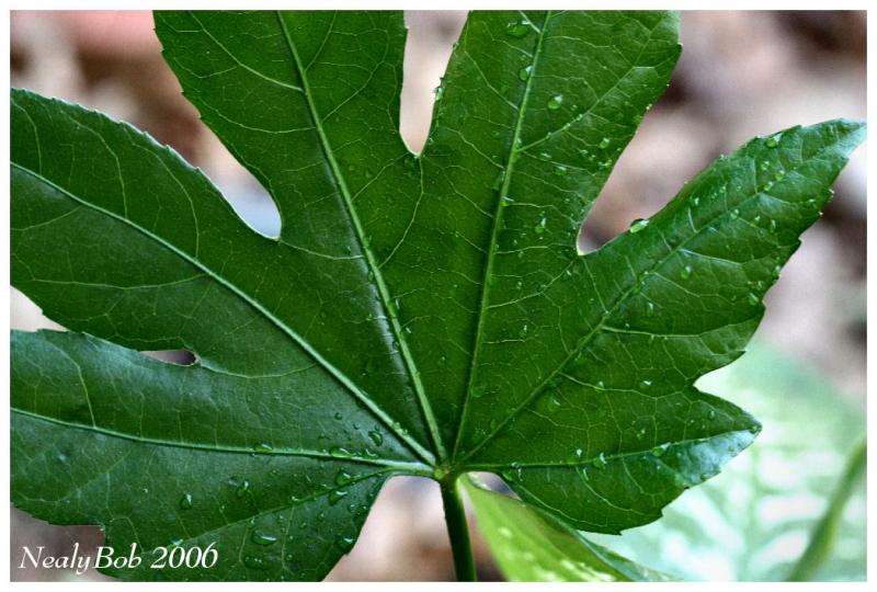 Green Leaf January 12