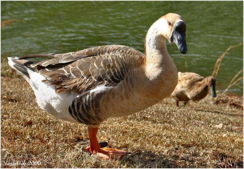 Goose IMG_2075a.jpg