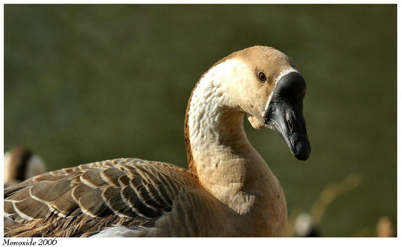 Goose IMG_1509a.jpg