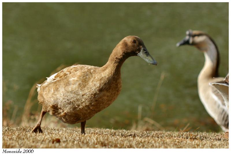 Duck IMG_1513a.jpg